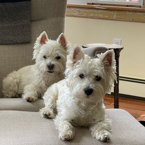 Meet your Posher, Shane